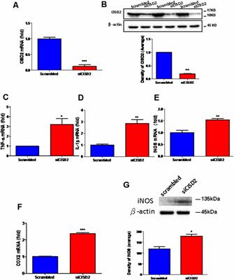 CISD2 Attenuates Inflammation and Regulates Microglia Polarization in EOC Microglial Cells—As a Potential Therapeutic Target for Neurodegenerative Dementia